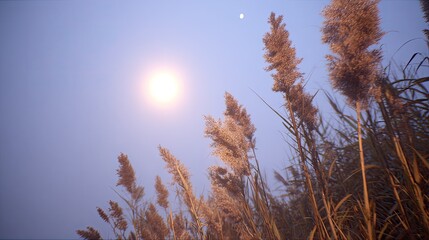 Obraz premium Tall reeds with feathery tops glow under the bright light of the sun or moon against a pale blue sky.