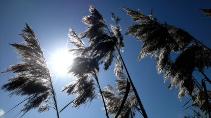 Tall feathery grasses backlit by a bright shining sun against a deep blue sky
