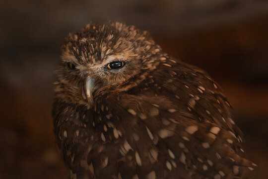 buho triste