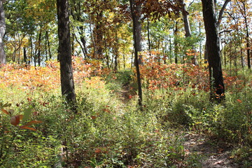 Wild flowers growing in a wooded area in Litchfield, Illinois. 