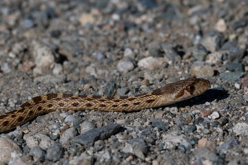 Two-striped garter snake, seen in the wild in North California