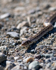 Two-striped garter snake, seen in the wild in North California