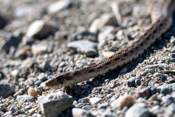 Two-striped garter snake flicking its tongue, seen in the wild in North California