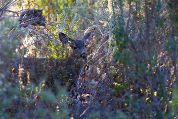 Young black-tailed deer hiding in a forest, seen in the wild in North California