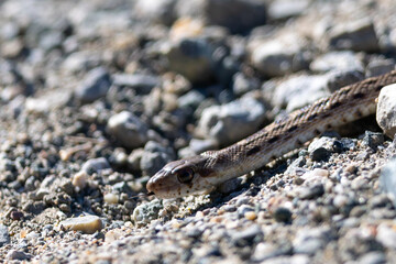 Two-striped garter snake flicking its tongue, seen in the wild in North California