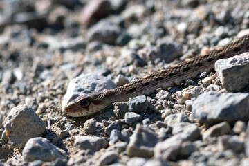 Two-striped garter snake, seen in the wild in North California