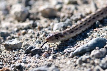 Two-striped garter snake flicking its tongue, seen in the wild in North California