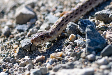 Two-striped garter snake flicking its tongue, seen in the wild in North California