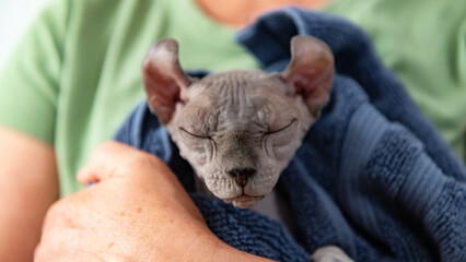 Exotic Hairless Cat Snuggled After a Bath