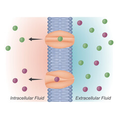 Carrier Protein Mediated Facilitated Diffusion Across Cell Membrane