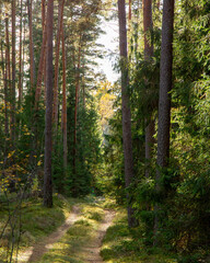 Fototapeta premium Forest scene in sunny autumn day in October in Latvia