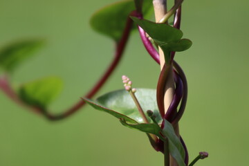 Obraz premium Malabar spinach grows in the home garden and blooms with pink flowers.