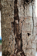 Obraz premium Cracking bark on dead tree