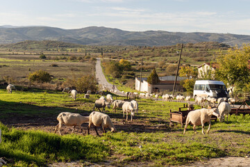 Flock Sheep Roaming Freely The
