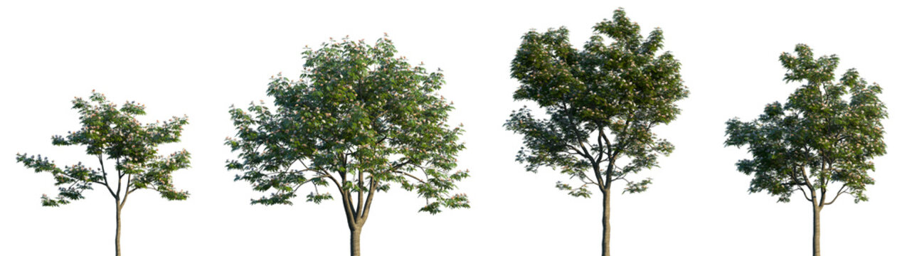 Set of Albizia julibrissin (the Persian silk tree, pink silk tree, or mimosa tree) isolated png on a transparent background perfectly cutout