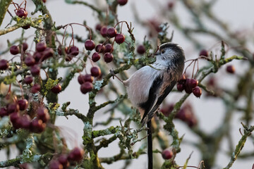 Long tailed tit in the uk © guy