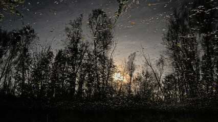 reflection of golden sun and dark tree silhouettes in the water of a forest ake in Bourgoyen nature reserve, Ghent, Flanders, Belgium 
