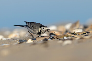 White wagtail bird hunting a small insect on a sandy beach.