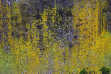 moss growing on concrete