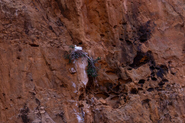 Madagascar, a white bird nests on the cliffs of the river Tsiribihina.