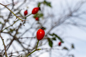 red bush fruit, wild rose, rosehip, close-up
