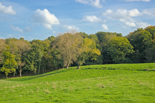 rolling hills with green meadows and autumnal forest under a blue sky in Flemish Ardennes region near Ronse, Flanders, Belgium 