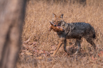 Indian jackal (Canis aureus indicus)