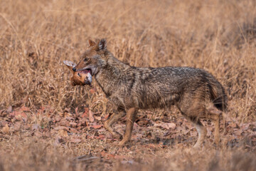 Indian jackal (Canis aureus indicus)