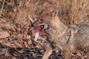 Indian jackal (Canis aureus indicus)