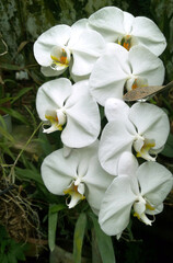 Fototapeta premium Naples, Italy, April 24, 2017. A group of white Phalaenopsis orchids, in Greek means 