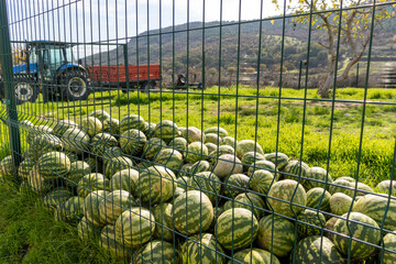 Watermelons harvested from the field, at the threshing floor