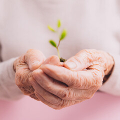  photo depicting hands of elderly woman who are holding small green sprout, close-up, on a light background, can be used as poster or banner.