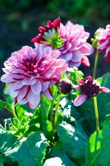 Obraz premium Pink and White Dahlia Flowers Blooming in Garden Sunlight