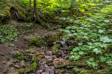Stream in the Chun T&rsquo;oh Whudujut Ancient Forest, British Columbia, Canada.