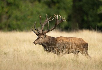 Deer male buck ( Cervus elaphus ) during rut