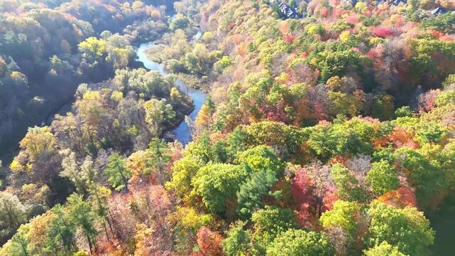 4K top-down cinematic drone shot flying above forest and farmland alongside forest path road carved through colorful maple trees of autumn, with city downtown skyline in view, Ontario Canada