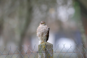 A female, Eurasian Sparrowhawk (Accipiter nisus) perched on a fence post waiting for prey.