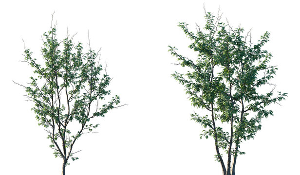 Set of Gleditsia triacanthos (The honey locust, the thorny locust or thorny honeylocust) isolated png in sunny daylight on a transparent background perfectly cutout
