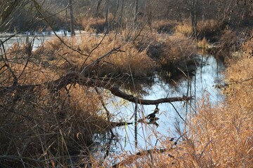 Biotope in Winter