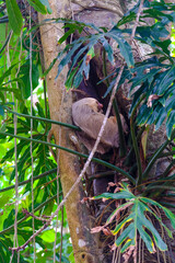 Two-Toed and Three-Toed Sloth Hanging and Feeding in Lush Tropical Trees of Costa Rica
