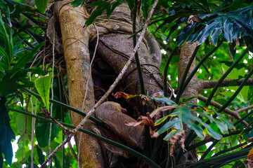 Obraz premium Two-Toed and Three-Toed Sloth Hanging and Feeding in Lush Tropical Trees of Costa Rica