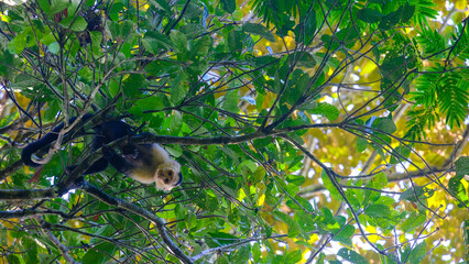 Obraz premium White-Faced Capuchin Monkey in Its Natural Tropical Habitat in Costa Rica’s Rainforest
