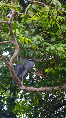 Fototapeta premium Typical Costa Rican Birds in Tortuguero and National Parks Across the Tropical Rainforests of Costa Rica