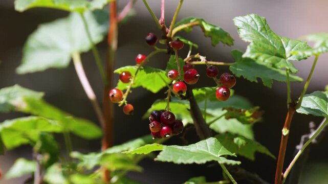 A close-up of a red currant branch with berries