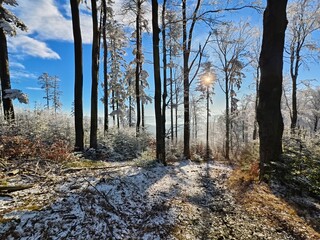 forest in winter in daylight