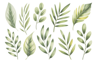 Fototapeta premium Tropical green leaves set in watercolor style isolated on white background. Hand drawn watercolor green palm leaves, monster, banana leaves. 
