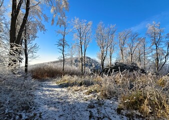 trail through the winter forest