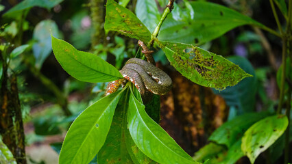 Small Arboreal Snake Coiled in a Zigzag Position on Tree Branches in the Tropical Forests of Costa Rica