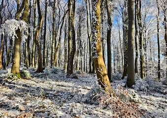 forest in winter in daylight