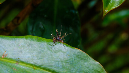 Fototapeta premium Incredible Shot of a Parasitic Cordyceps Fungus Emerging from a Dead Wasp in the Tropical Forests of Costa Rica